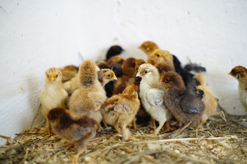 chickens on the lawn, thoroughbred chickens, ornithologist, chicken farm,  chickens on hands,  zootechnician