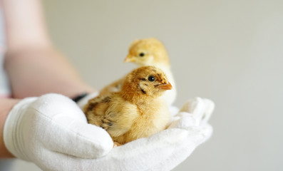chickens on the lawn, thoroughbred chickens, ornithologist, chicken farm,  chickens on hands,  zootechnician © Apollojove