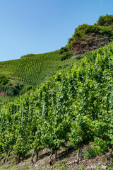 Famous green terraced vineyards in Mosel river valley, Germany, production of quality white and red wine, riesling