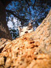 Beautiful white and gray cat laying and staring in a tree