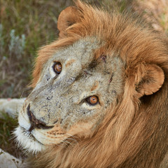 Close-up portrait of adult male lion. Scarred lion face. Wild animal in the nature habitat.