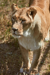 Portrait of adult lioness. Wild animal in the nature habitat.