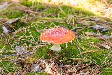 mushrooms in a pine forest
