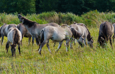 Naklejka na ściany i meble A herd of wild horses grazes in flood meadows by the river.