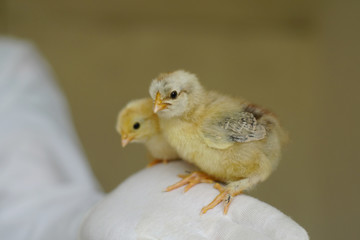 chickens on the lawn, thoroughbred chickens, ornithologist, chicken farm,  chickens on hands,  zootechnician