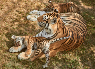 Mom tigress with two babies. Two little playing tiger cubs. Tiger family. Wild animals in nature