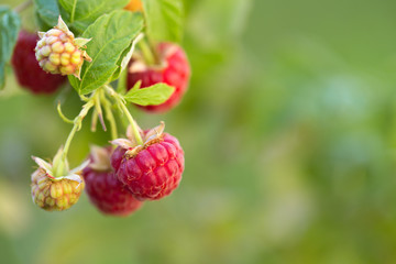 branch of ripe raspberries in a garden