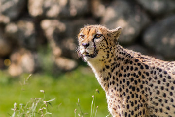 Naklejka na ściany i meble a cheetah walking through a green meadow