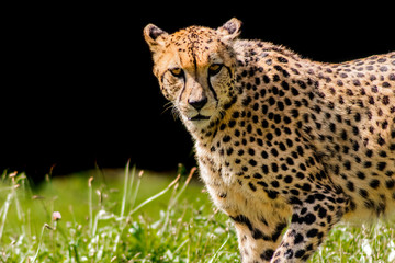 a cheetah walking through a green meadow