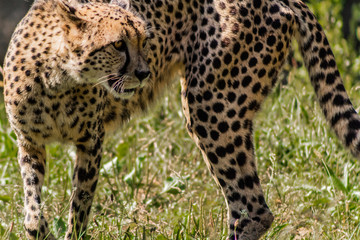 a cheetah walking through a green meadow
