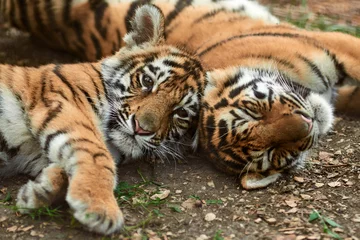 Fototapeten Two little tiger cubs outdoors. Tiger kindergarten. Wild animals in nature © Sergey Bogdanov