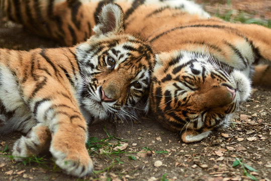 Two Little Tiger Cubs Outdoors. Tiger Kindergarten. Wild Animals In Nature