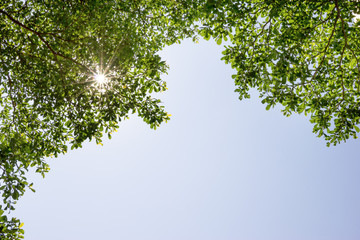 Tree branches nature with daytime sky