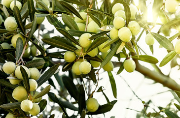 Organic Olives growing on the olive tree.