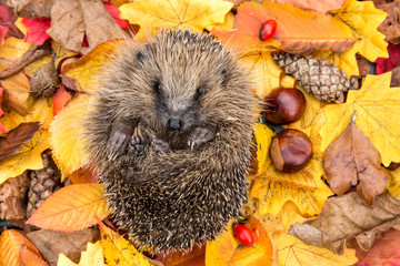 Hedgehog in Autumn. Wild, native, European hedgehog curled into a ball in colourful Autumn leaves. ...