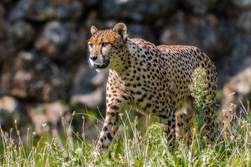 a cheetah walking through a green meadow