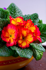 Garden works in spring, colorful primula flowers close up
