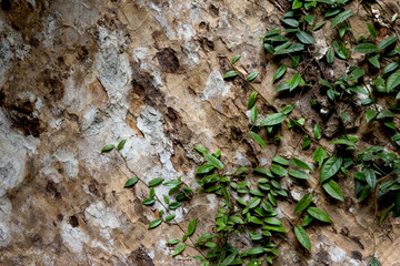 ivy and wall on bark, Abstract background