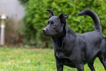 A little black dog outdoors in green grass. The dog is a mixed of a Labrador retriever.