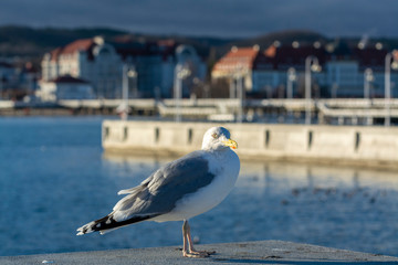 Seagull sea bird on old pier of Sopot, Poland - obrazy, fototapety, plakaty