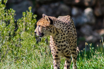 a cheetah walking through a green meadow