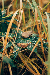 Obraz premium the plant in drops