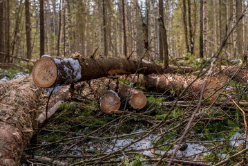 Fototapeta premium Forestry. Close-up of spruce trunks after felling