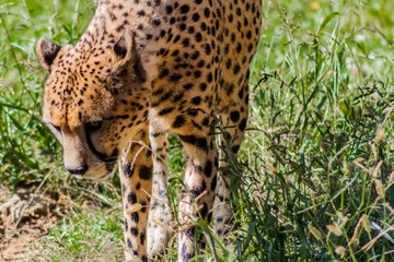 a cheetah walking through a green meadow