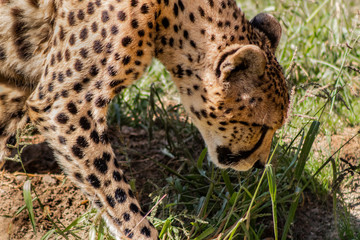 Naklejka na ściany i meble a cheetah walking through a green meadow