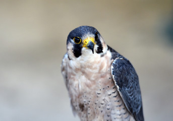 halcon peregrino