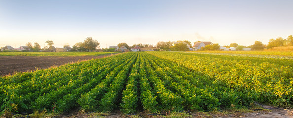 Fototapeta na wymiar Celery plantations in the sunset light. Growing organic vegetables. Eco-friendly products. Agriculture and farming. Plantation cultivation. Selective focus