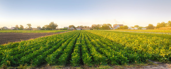 Obraz na płótnie Canvas Celery plantations in the sunset light. Growing organic vegetables. Eco-friendly products. Agriculture and farming. Plantation cultivation. Selective focus