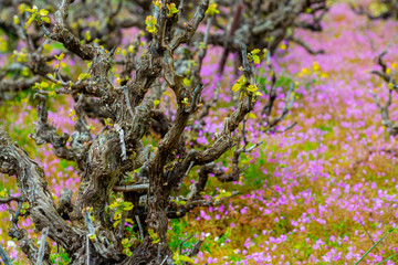 Old trunks and young green shoots of wine grape plants in rows in vineyard and spring wild flowers