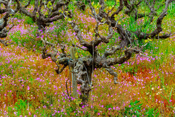 Fototapeta premium Old trunks and young green shoots of wine grape plants in rows in vineyard and spring wild flowers