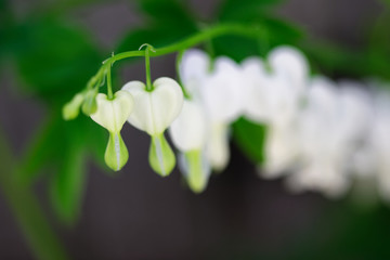 Bleeding heart white flower in bokeh