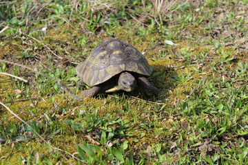 Griechische Landschildkröte