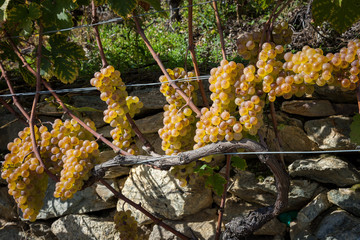 Petite Arvine grape variety in Terraced vineyards above Martigny in Valais Switzerland