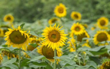 Sunflower field of sunflowers in the summer
