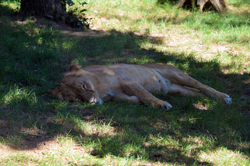 Katanga Lioness Sleeping on Grass
