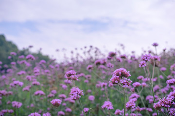 Obraz na płótnie Canvas Verbena flower. Verbena pink and violet flower background