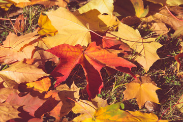 Autumn background-maple leaves fallen leaves lying on the grass 