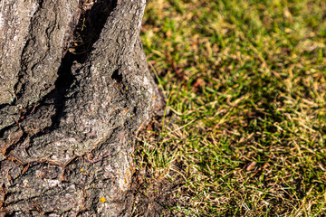tree trunk with grass