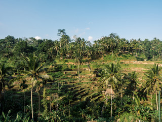 Fototapeta na wymiar Beautiful landscape with green rice terraces near Tegallalang village, Ubud, Bali, Indonesia