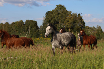 Beautiful Horses grazing in a meadow and eating grass. Beautiful gray horse grazing in a meadow. Summer day in Latvia. Stock photo