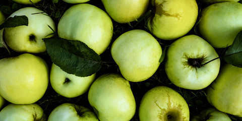 Sweet green apple top view background