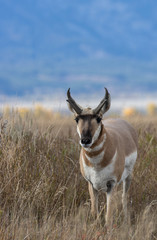 Pronghorn Antelope Buck in Autumn in Wyoming