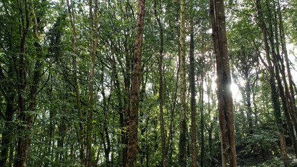 Fototapeta premium Early autumn in the woods, Cornwall, UK