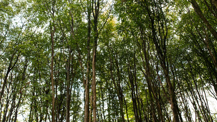 Early autumn in the woods, Cornwall, UK