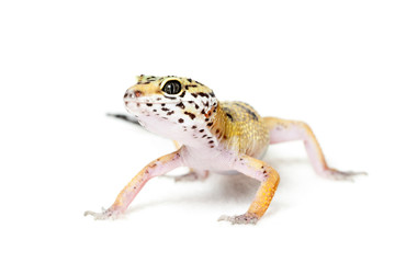 Leopard gecko isolated on white background