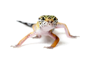 Leopard gecko isolated on white background